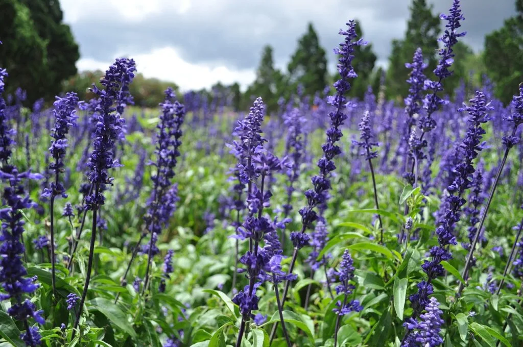 Lavender Oil for Scars, Sunburn, and Burns