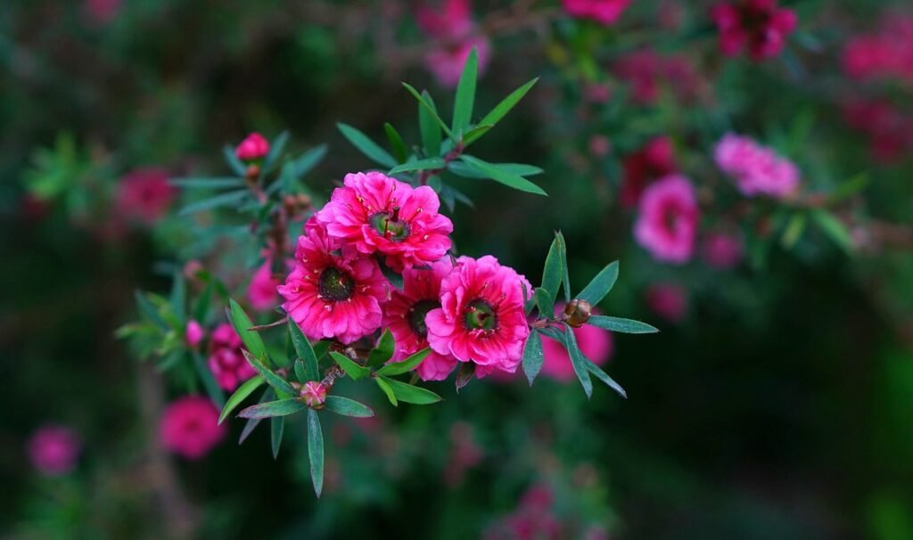 Manuka Flower