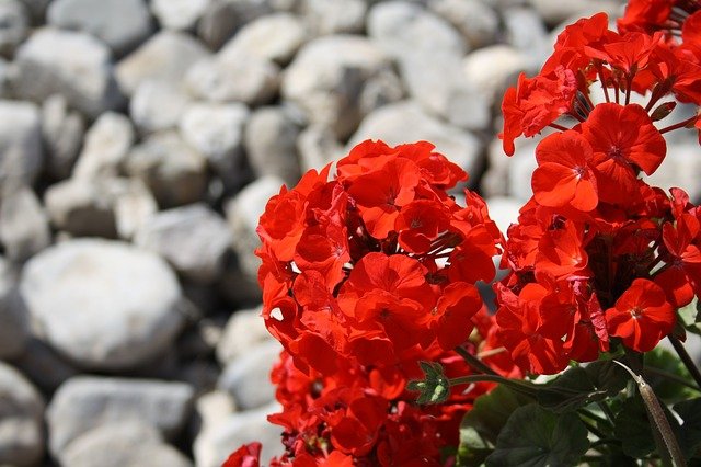 Rose Geranium Oil for Wrinkles