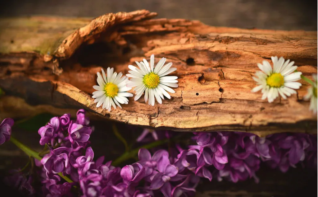 Best Essential Oils for Anxiety