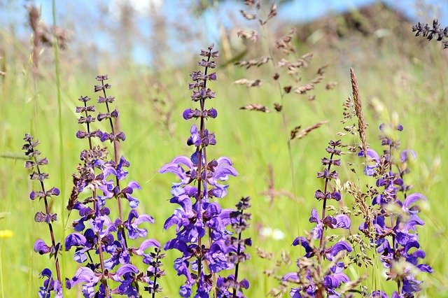 Clary Sage Essential Oil