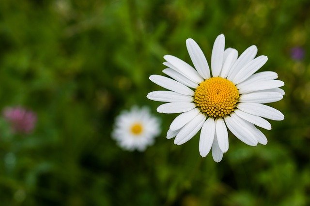 Roman Chamomile Essential Oil