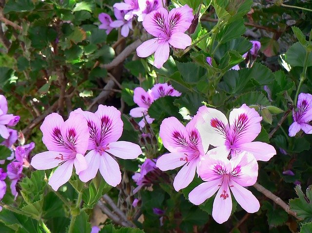 Rose Geranium Essential Oil