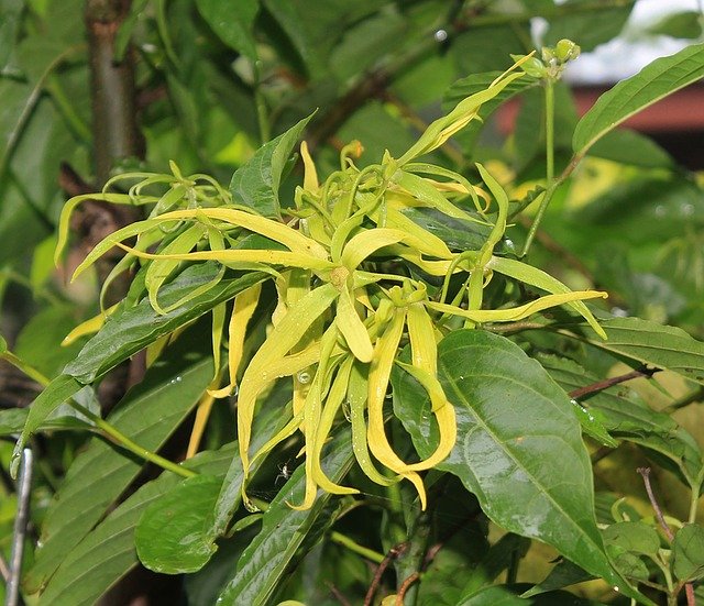 Ylang Ylang Essential Oil