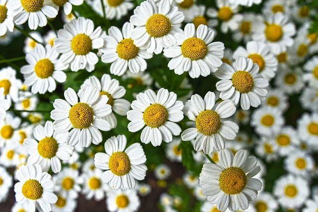 Close-up of white and yellow daisies.